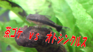 茶ゴケ対策にオトシンクルスを投入