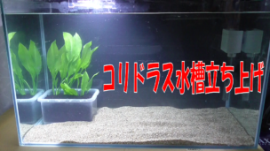 コリドラス水槽立ち上げ