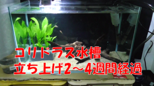 コリドラス水槽立ち上げ2-4週目