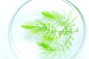 水草