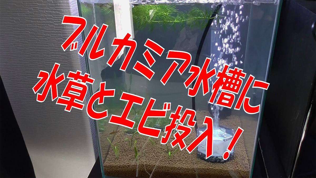 エビ ミナミヌマエビ ６０匹 １割おまけ 北海道 九州航空便要保温 豪華で新しい